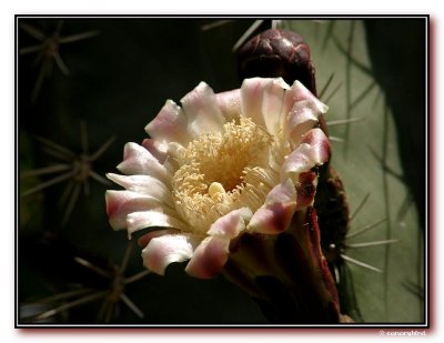 May Cactus Bloom.jpg