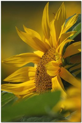 Sunflowers 0195.JPG