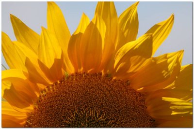 Sunflowers 0177.jpg