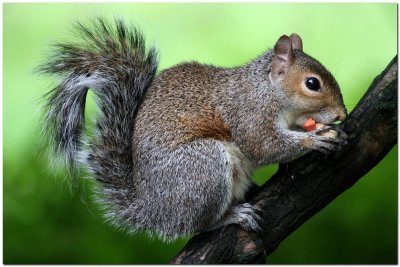 Grey Squirrel   0622