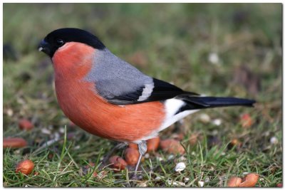 Bullfinch