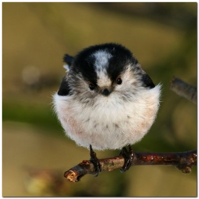 LongTailed Tit