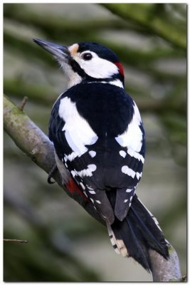 6610 woodpecker