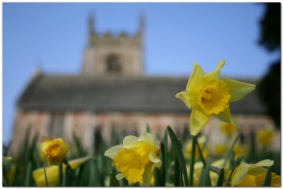  Daffodil