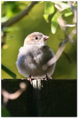 Sparrow Juvenile.jpg