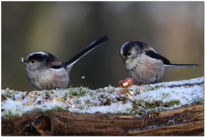 Pair of tits_0308.JPG