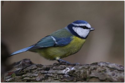 Blue Tit  0998