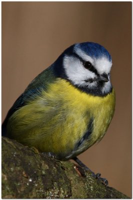 Blue Tit  1344