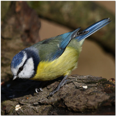 Blue Tit  1346