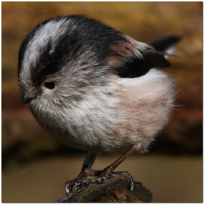 Long-tailed Tit. 1407