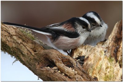Long-tailed Tits pair 1547