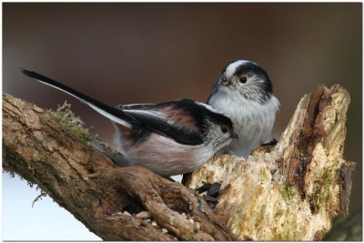 Long-tailed Tits  Pair1544