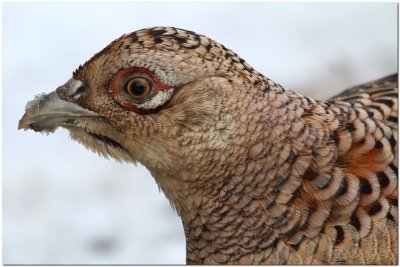 Pheasant Female head  2463.JPG