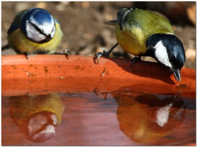 Blue Tit & Great Tit reflected 5540.