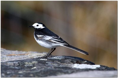 Pied Wagtail    7159