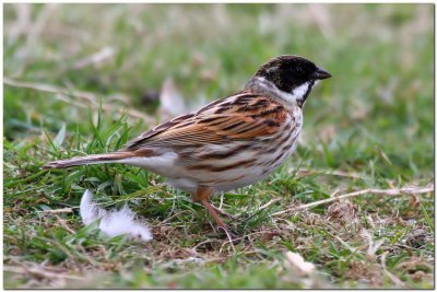  Reed Bunting