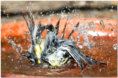 great tit in the bath