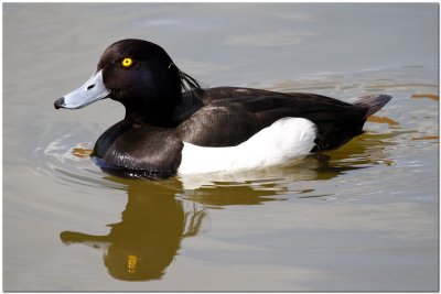 Tufted Duck Male 0647
