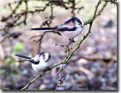 A pair of Long-Tailed Tits
