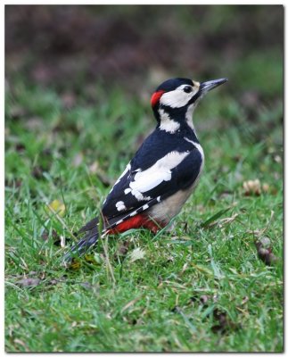 Great Spotted Woodpecker 1949crop