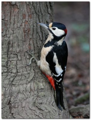 Great Spotted Woodpecker 1820