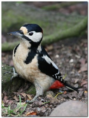 Great Spotted Woodpecker 1810