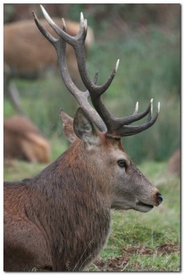 Red Deer Stag 2225_filtered.jpg