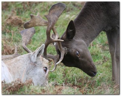 Locking Antlers