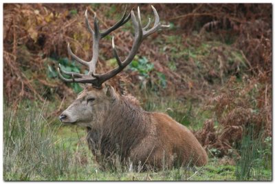 Red Deer Stag 1994