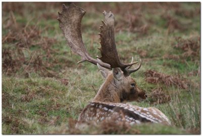 Fallow Buck 2063