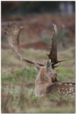 Fallow Deer Antlers2106