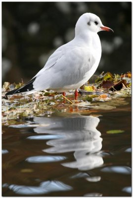 Gull reflection
