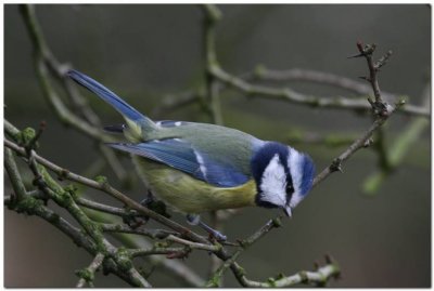 Blue Tit  2924