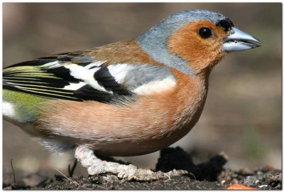 Chaffinch foot Misfit 9116