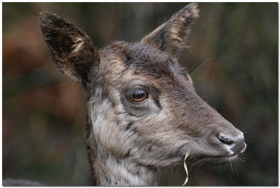 Fallow deer   9643