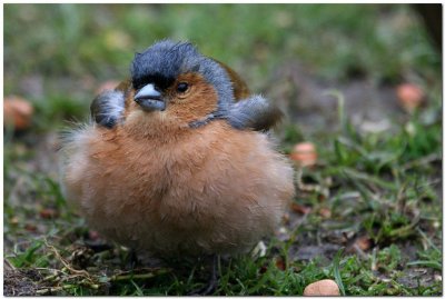 Male Chaffinch Juv   9735