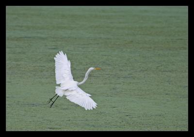 Egrets