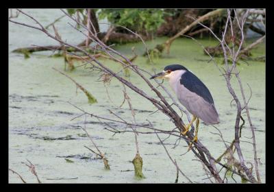 Herons