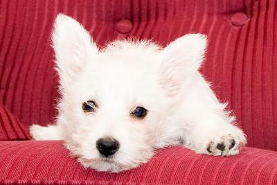 abbyII4x6pensiveIMG_9909.jpg