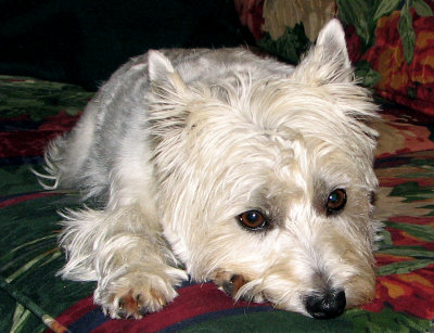 abbytiredIMG_0013.jpg