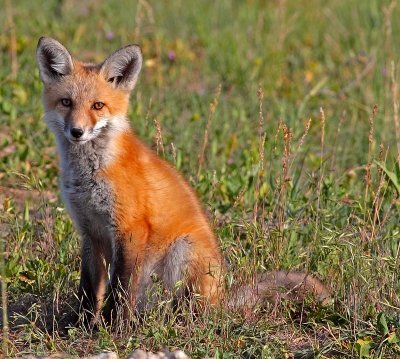 fox4.jpg