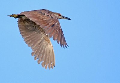 immature heron.jpg