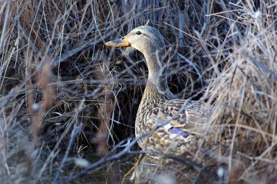 mallardfemale2.jpg