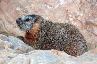 juvenile marmot.jpg