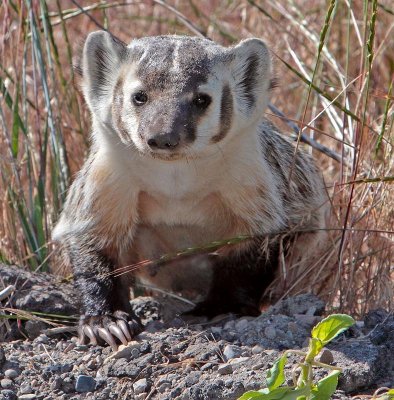 badger2.jpg