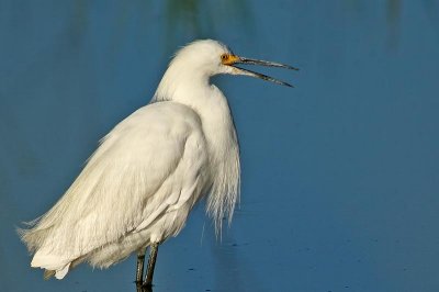 Egret.jpg