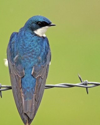 swallow3.jpg