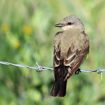 Western Kingbird2.jpg