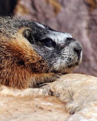 marmot2.jpg