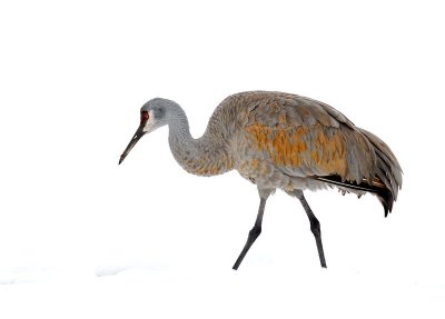 sandhill3.jpg